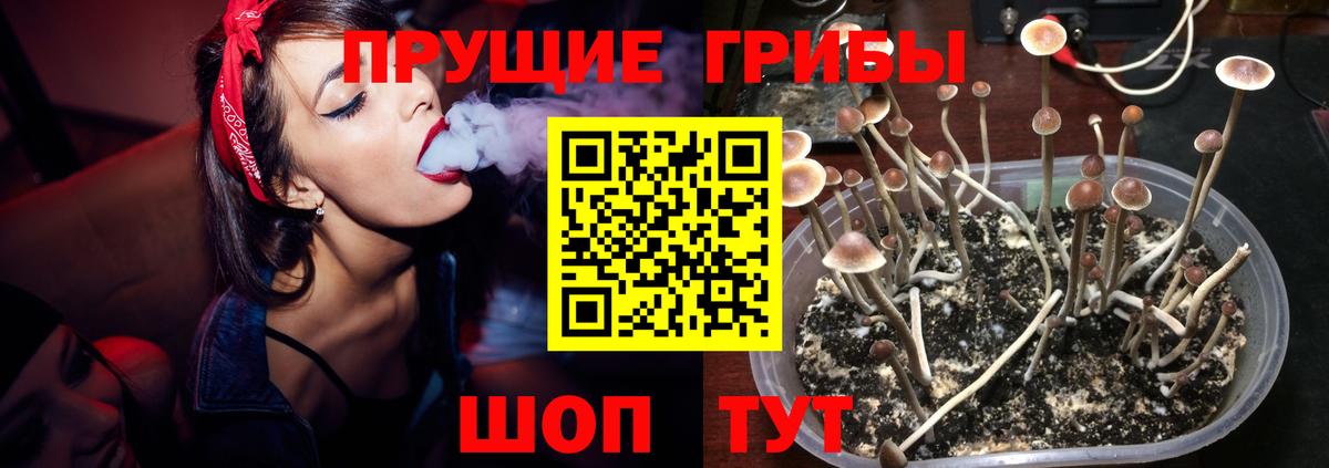 Зеленогорск  Псилоцибиновые грибы MAGIC MUSHROOMS  Вход с VPN 